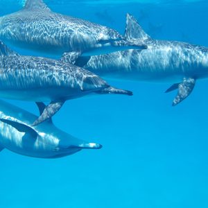 Kizimkazi-Dolphin